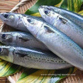 Best Pacific Frozen Whole Round Mackerel For Customer